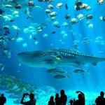 Georgia Aquarium