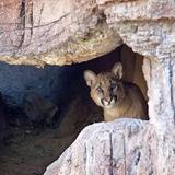 Arizona-Sonora Desert Museum