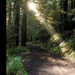 Hike Amongst the Redwoods