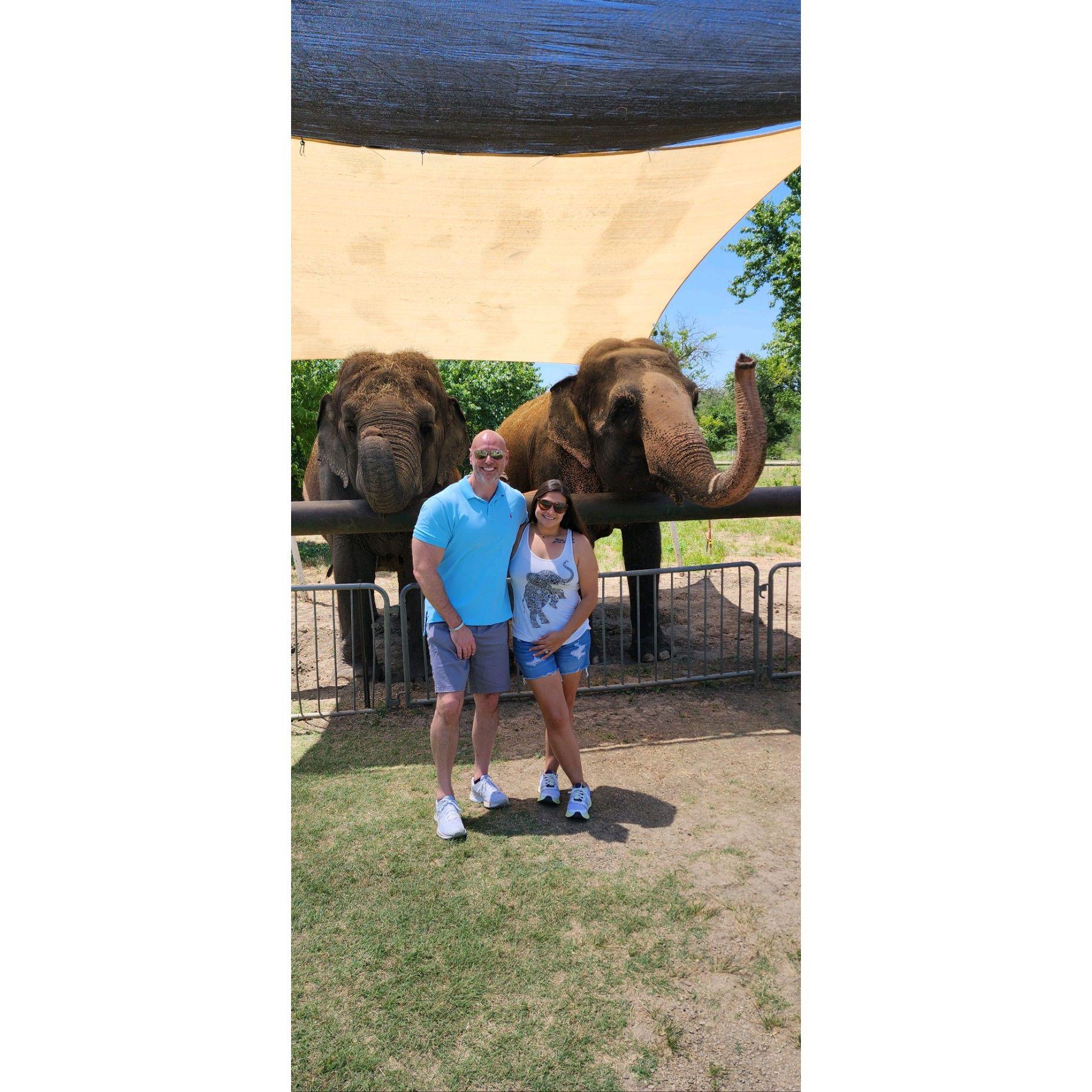 A few of the elephants at Endangered Arc Foundation. Jul 2024