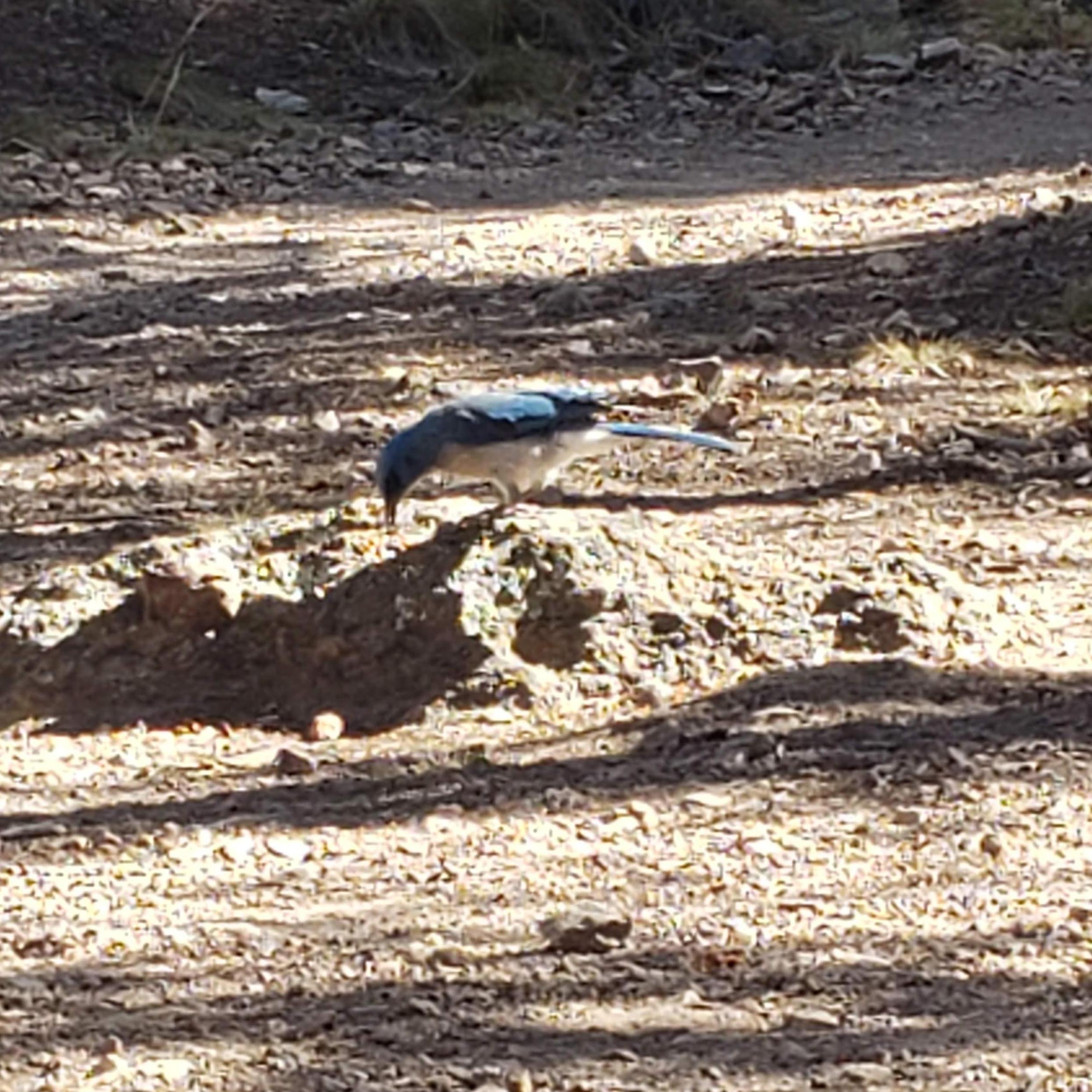a trip to the chisos mountains in Big Bend National Park is a must do! Bird lovers can see hundreds of Mexican Jays and keep your eye out for the Colima warbler