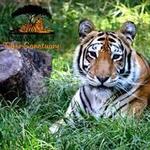 Crown Ridge Tiger Sanctuary