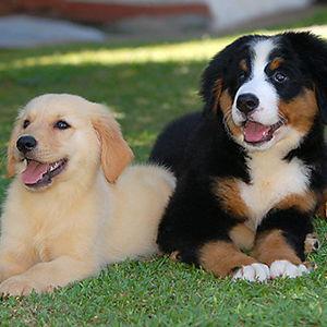 Puppy Fund