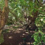 Fortingall Yew Tree