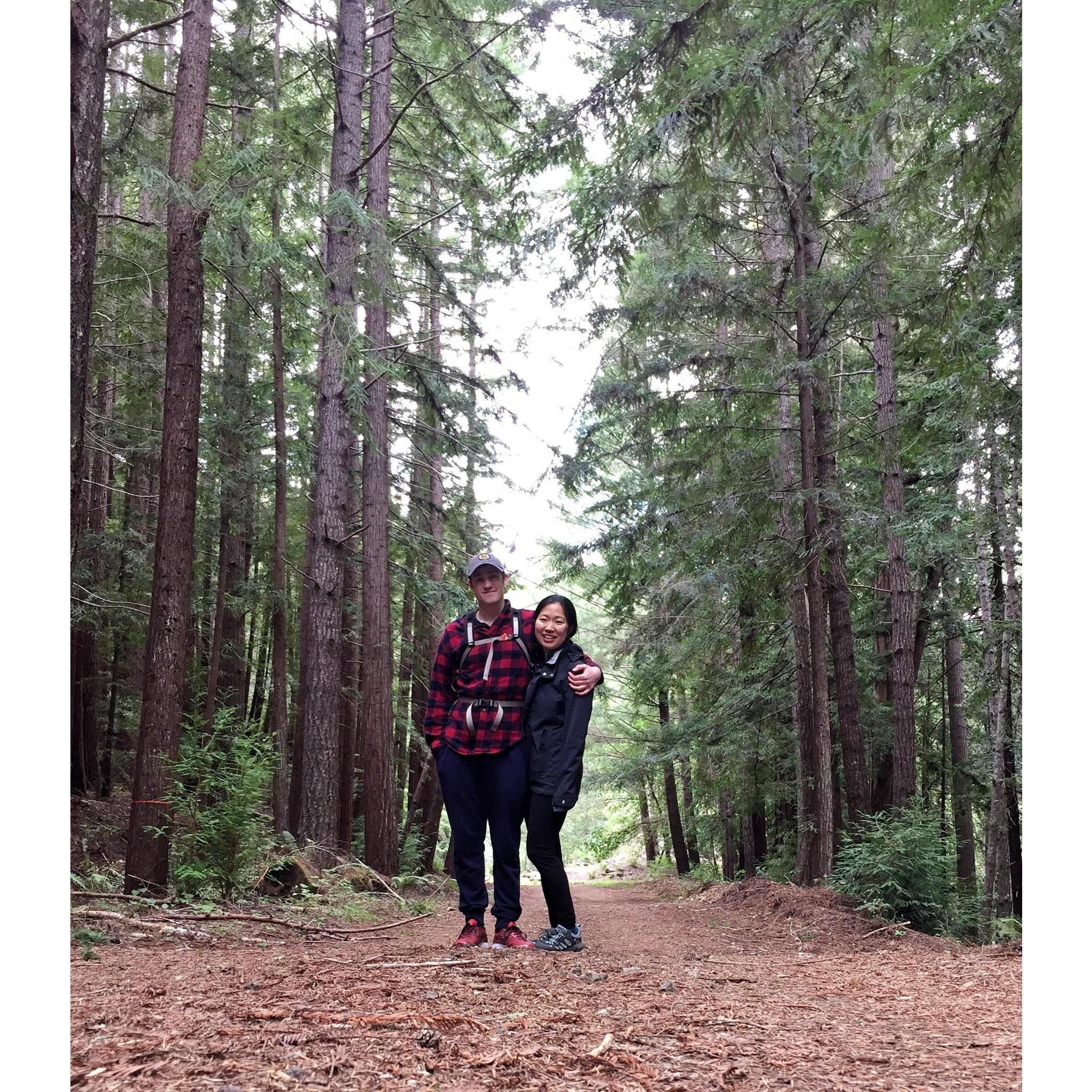 Redwoods in Northern California. Hiking.