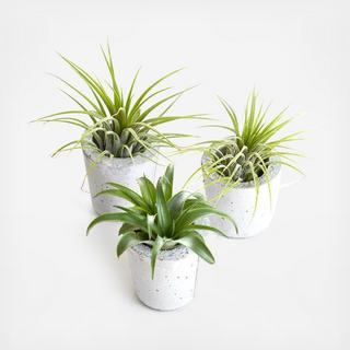 3-Piece Mini Barrel Classic Planter with Air Plant Set