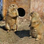 NEW Zoo & Adventure Park