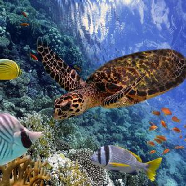 Snorkeling for two