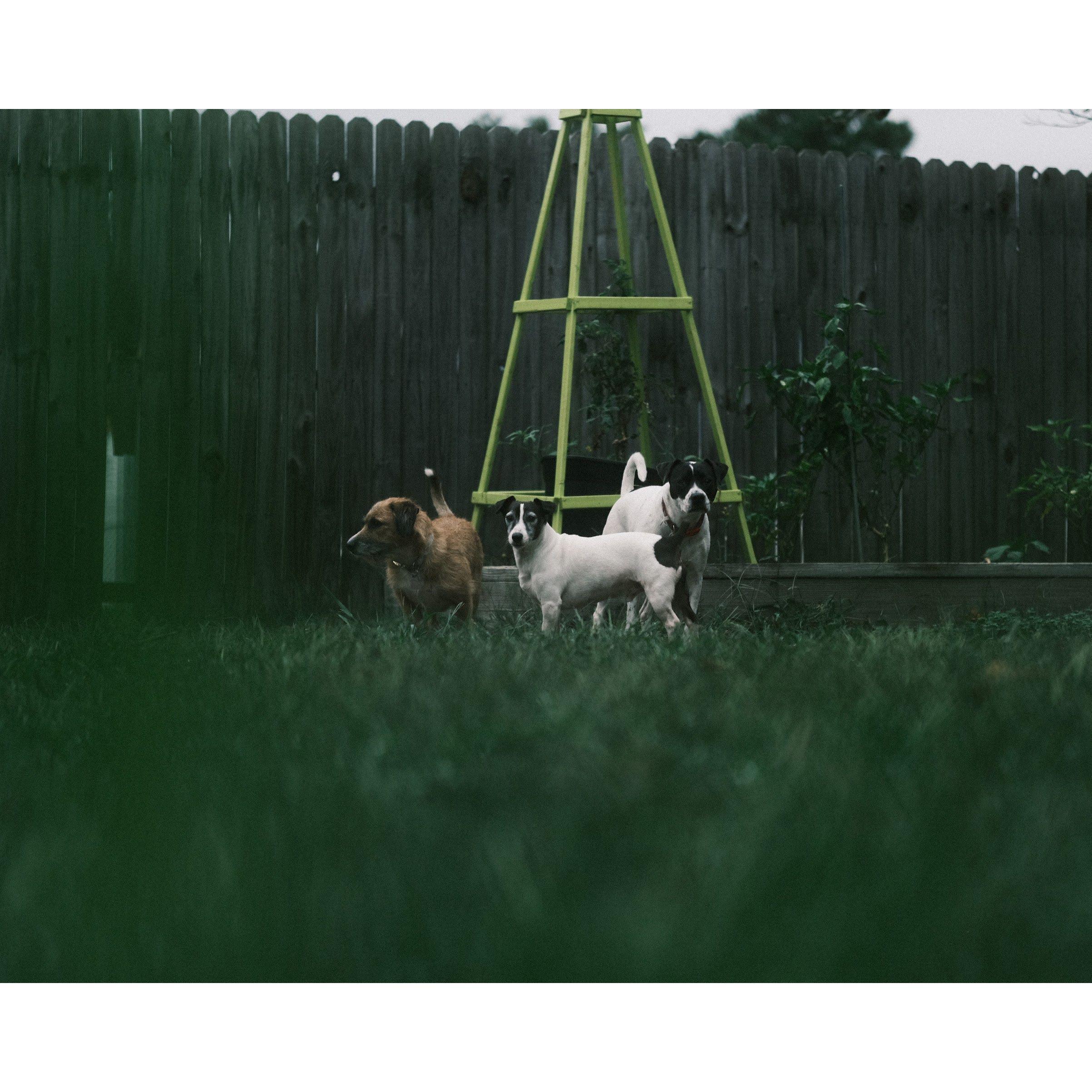 These are our 3 rescue dogs. From left to right it is Coconut, Snoopy, and Nugget.