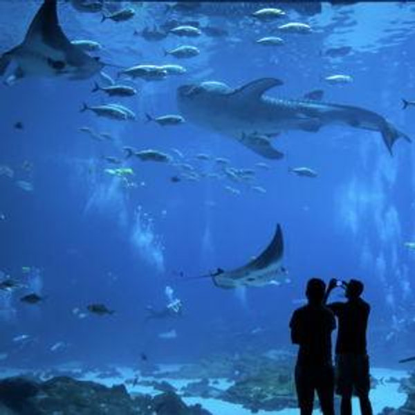 Monterey Bay Aquarium