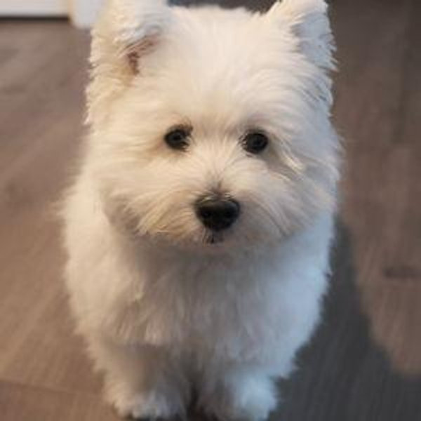 Yoki's Doggie Fund