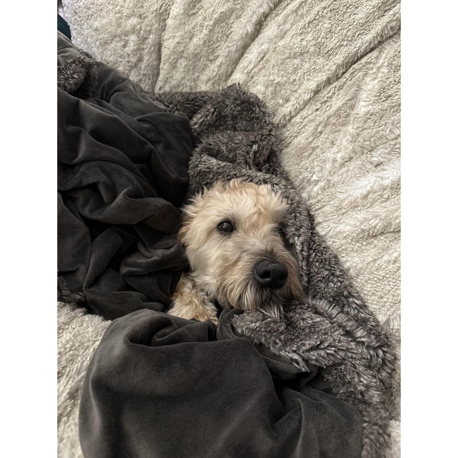 Snuggly Muffin.