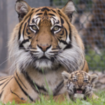 Fota Wildlife Park