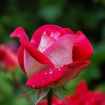 International Rose Test Garden
