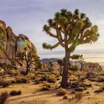 Explore Joshua Tree National Park