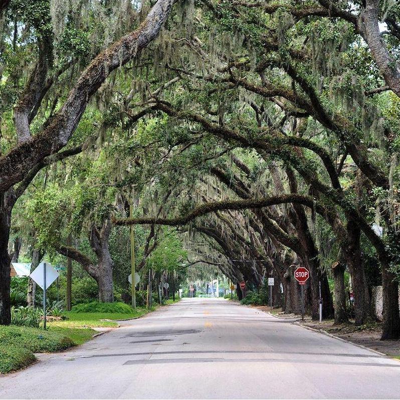 Magnolias Avenue (the prettiest street in America).