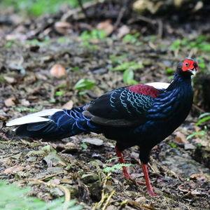 Mountain Birding in Taiwan