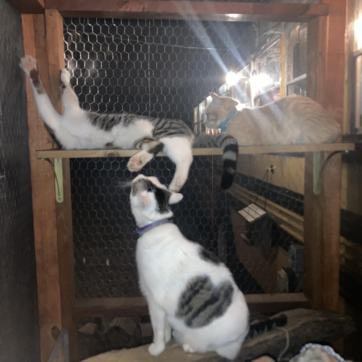 Cats hanging out in the catio at night. Oops, I convinced Nathan to adopt a third!
Ricky, Pig, and Dean