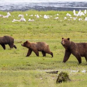 Bear Viewing Tour