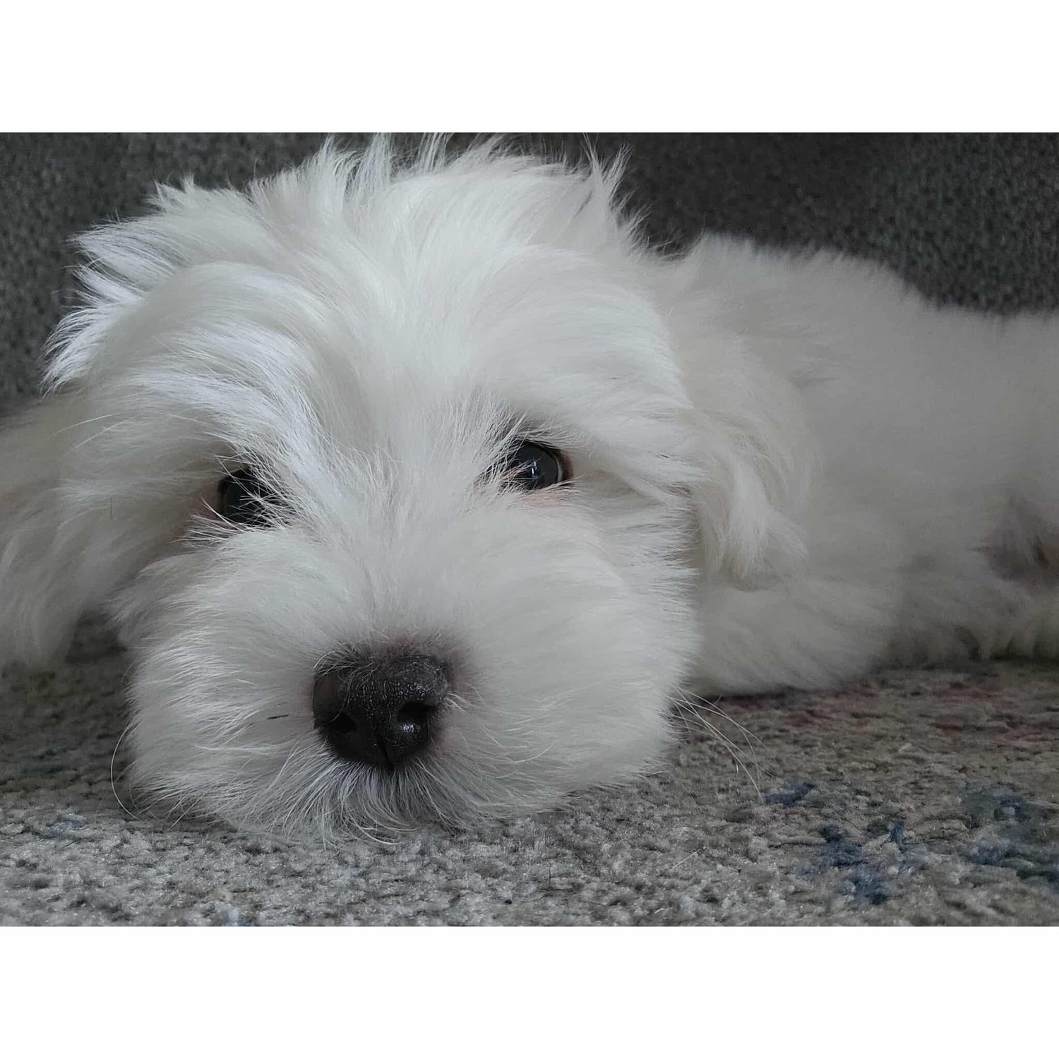 Our second child. He is a brat, but we love him. That is all.
