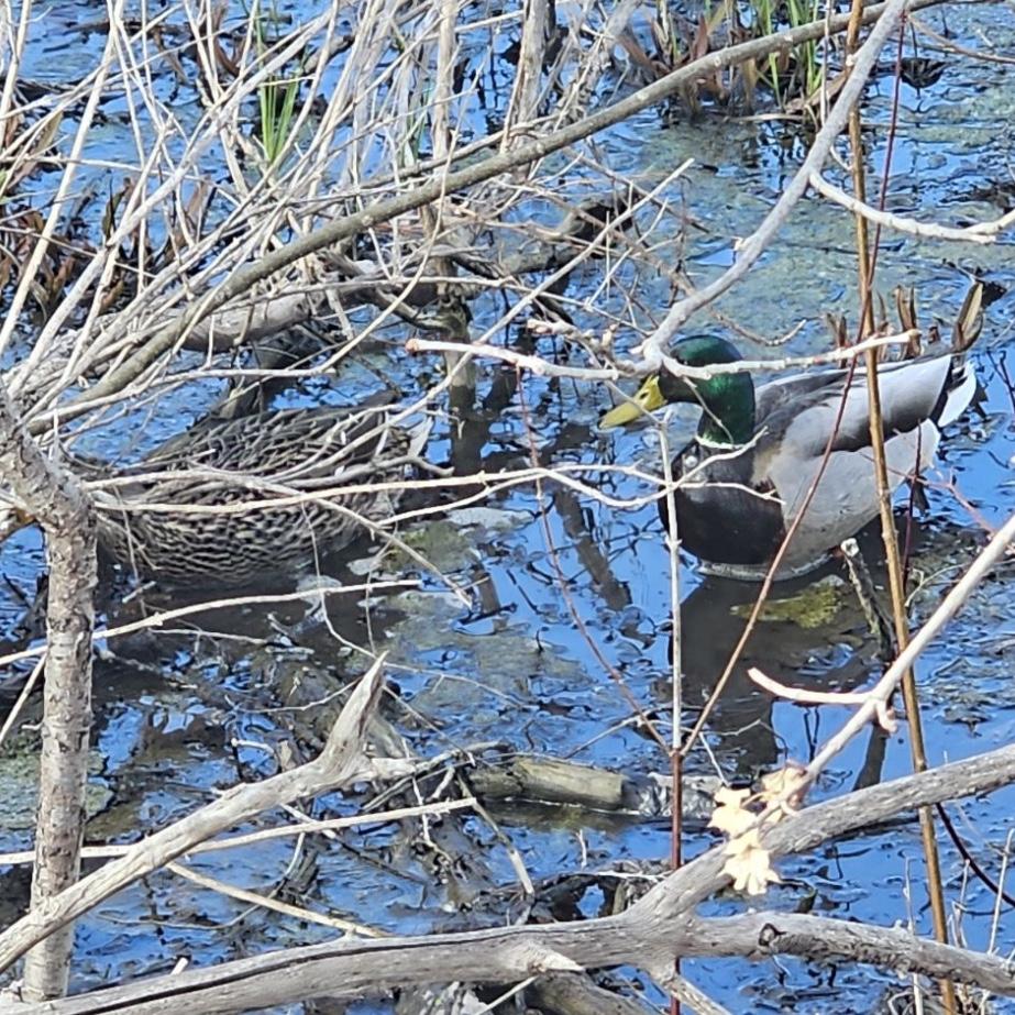 Saw some ducks the day of our engagement