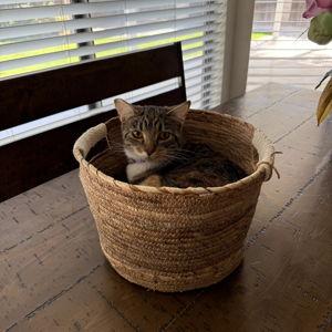Toys for Tilly