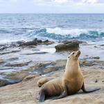 La Jolla Cove                                                  (Sea Lions, snorkeling)