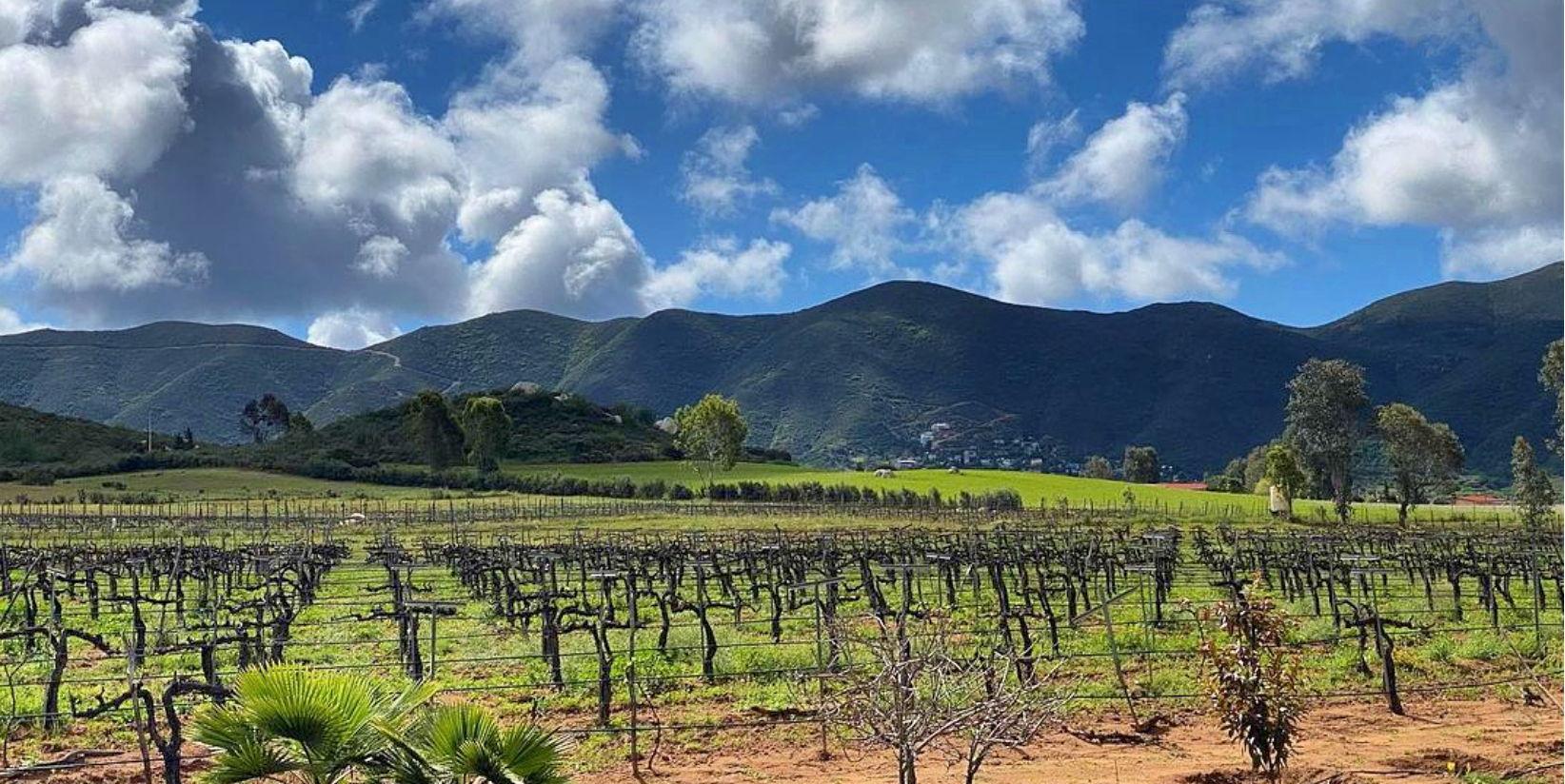 The Wedding Website of Melissa Vaughn and Jesús Juvera