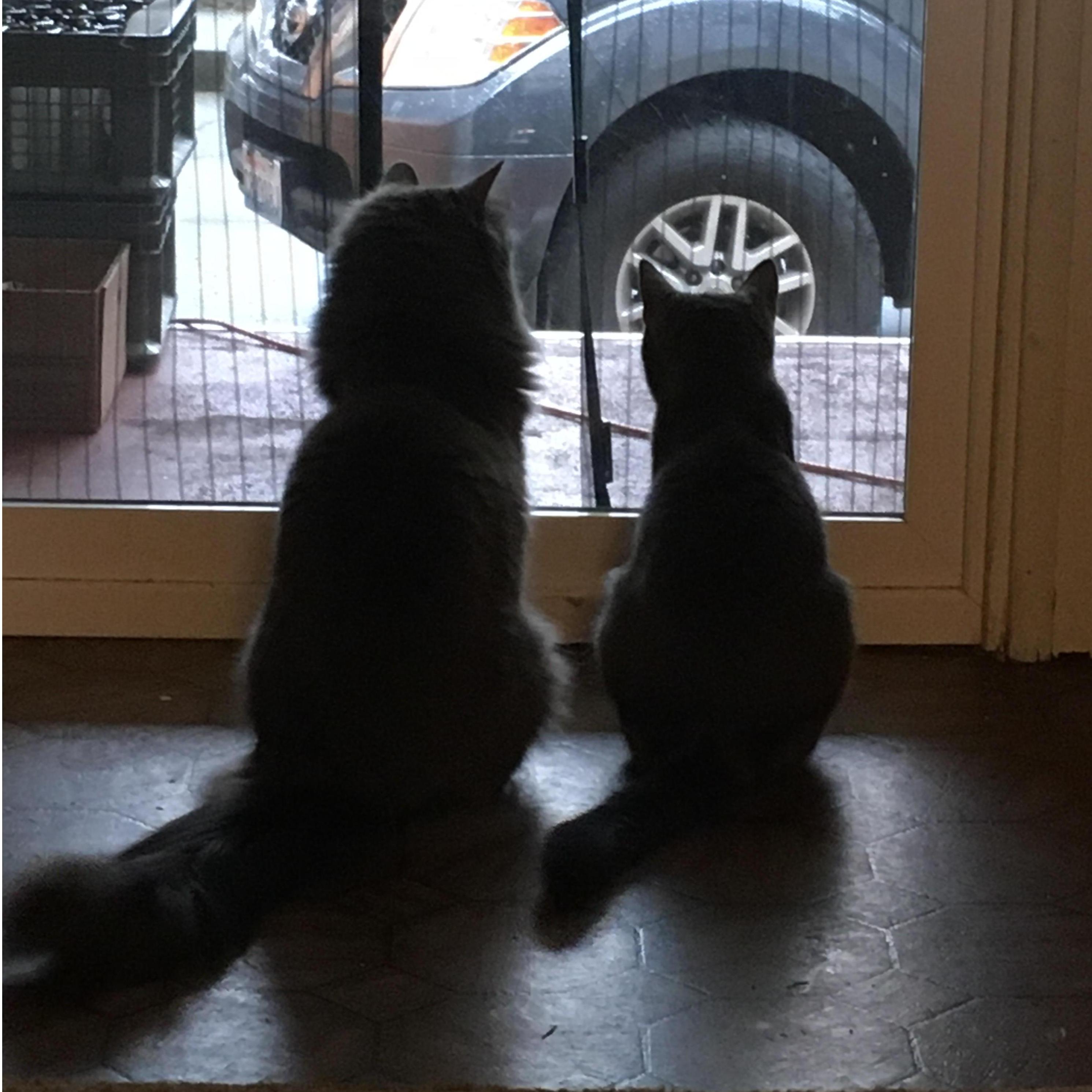 Kiki and Coco are waiting for Daddy.