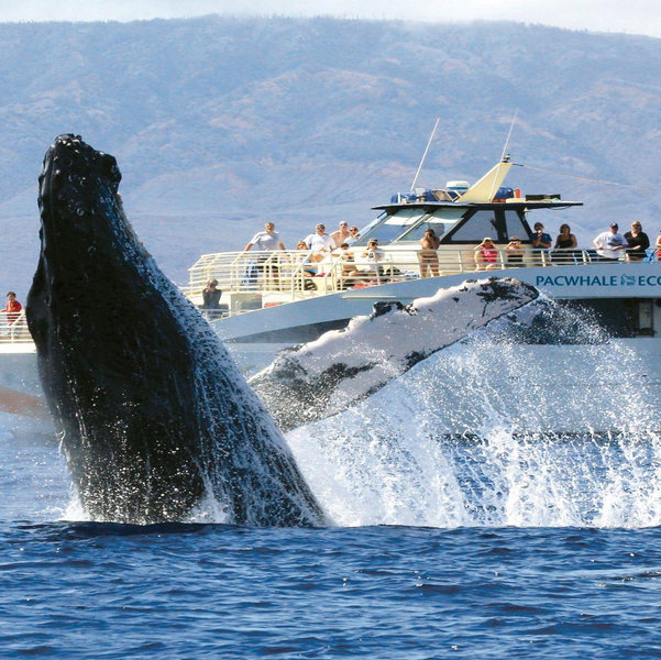Golden Hour Whale Watch | Maui, HI