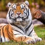 Mike the Tiger