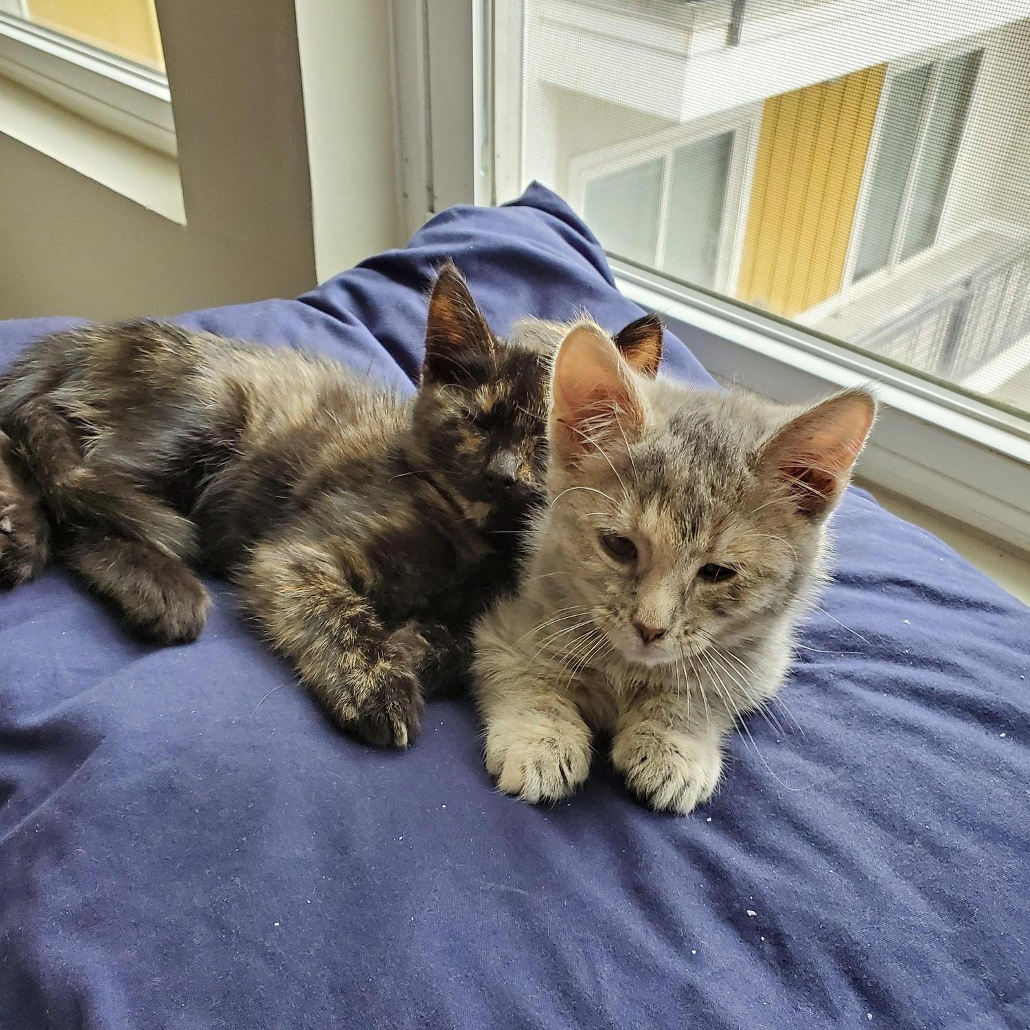October 2019, two scruffy looking rodents appeared in our apartment. Little did we know that they would become part of our lives.