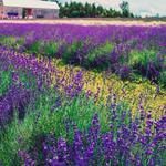 Harbor View Lavender Farm