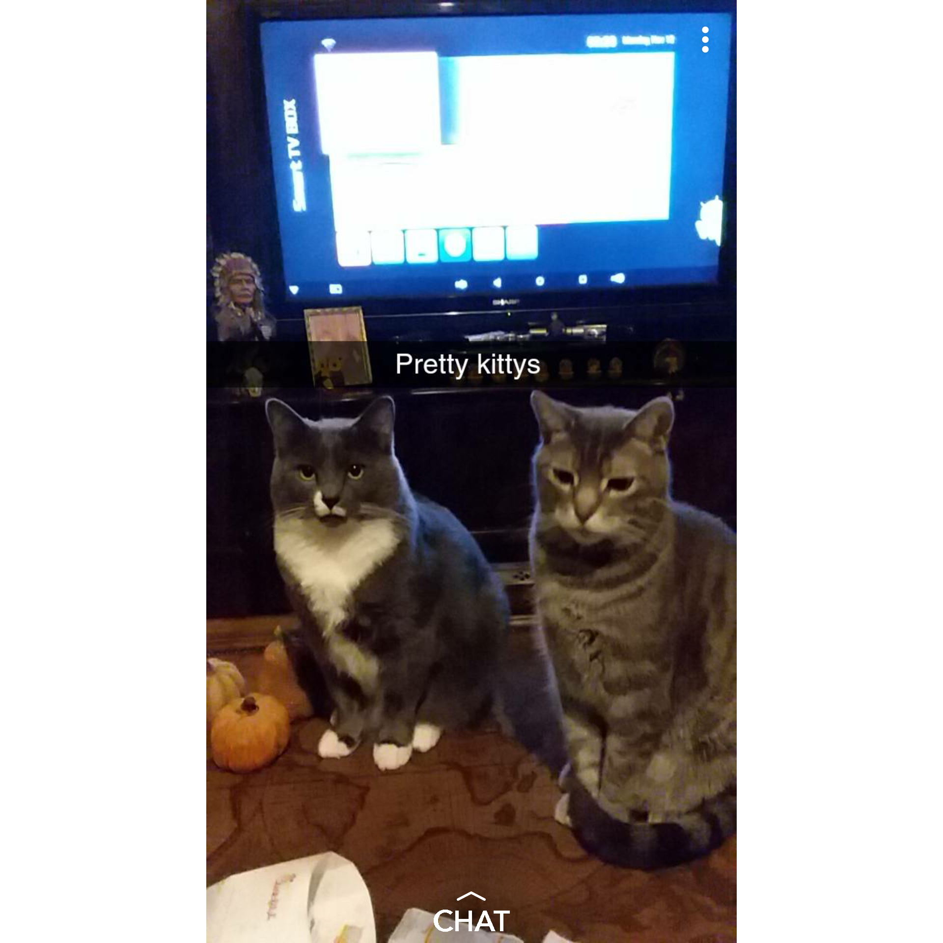 Winchester and Milo kitties.