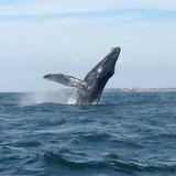 Isla Marietas Whale Watching
