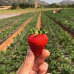 Kenny's Strawberry Farm