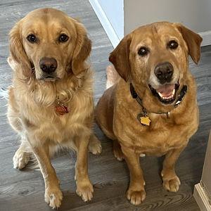 Moose and Nala Dog Boarding Fund