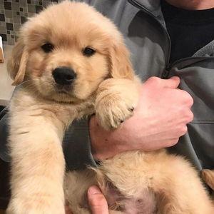 Pet Fund For Our First Pet Together
