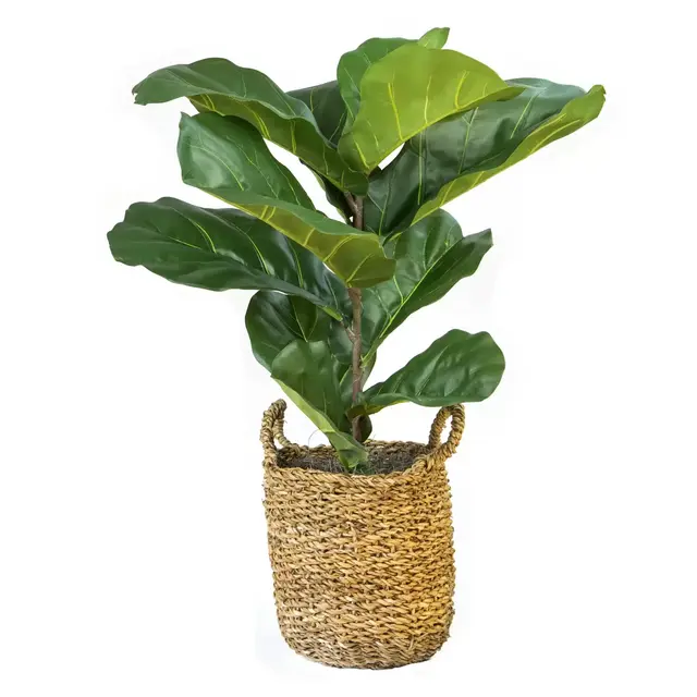 Fiddle Leaf Fig 36-Inch Plant in Basket