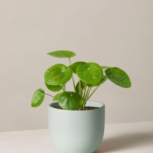 Pilea Peperomioides