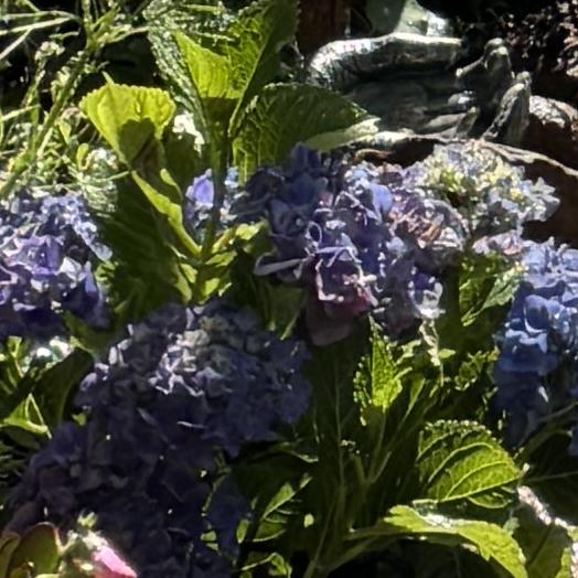 Sweet Starlight™ Hydrangea Tree