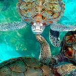 THE TORTUGA GRANJA- THE TURTLE FARM