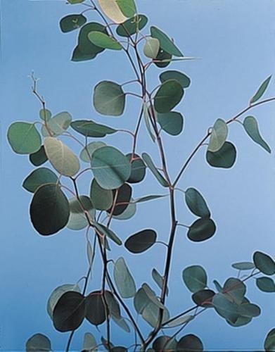 Eucalyptus Silver Dollar Annual Seeds