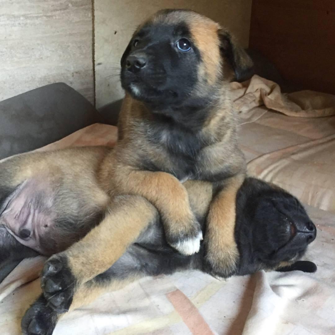 The day we first met Arca ( she's the pupper on top of her brother )