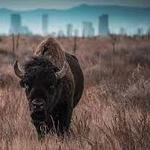 Rocky Mountain Arsenal National Wildlife Refuge