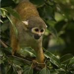 Monkey Jungle