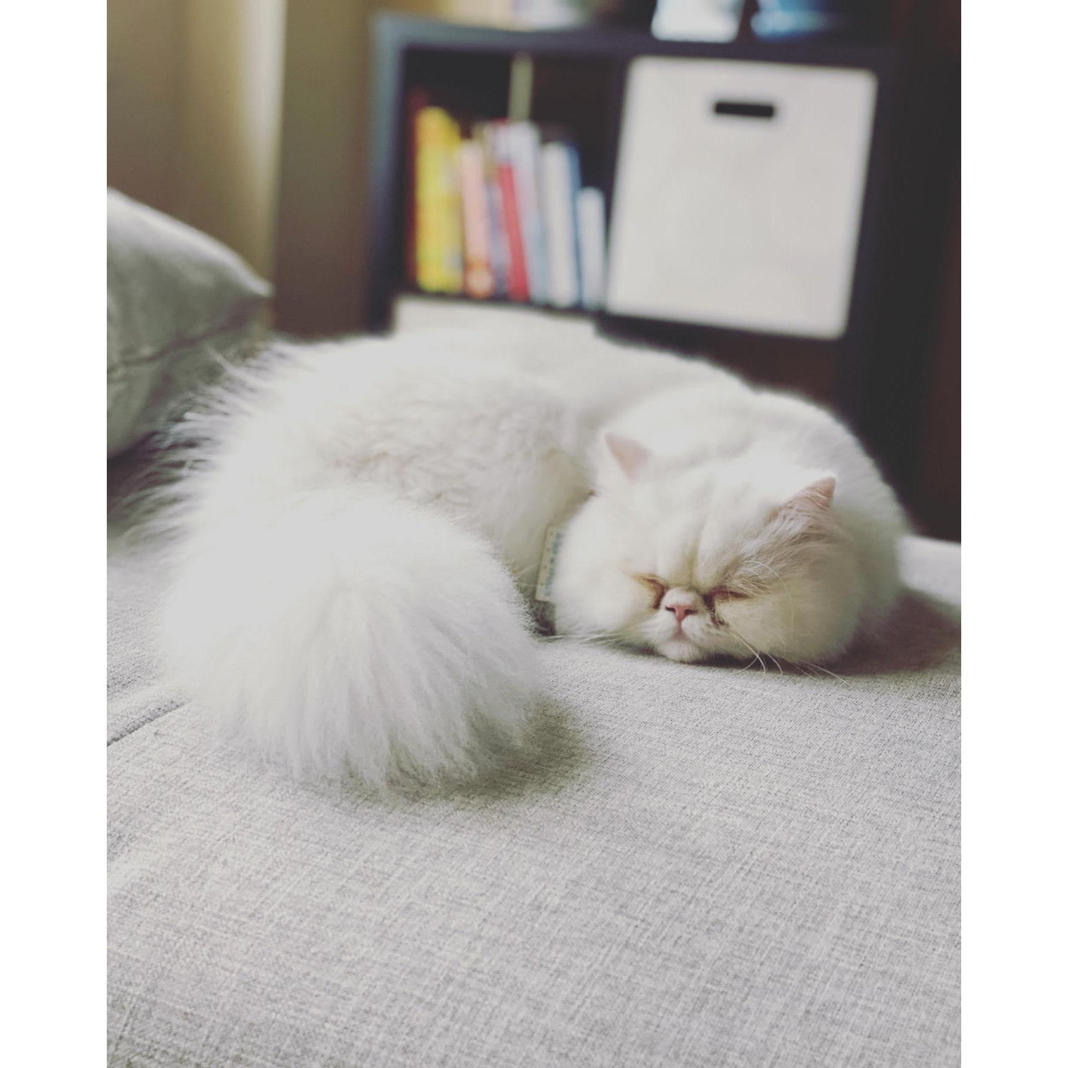 Mochi again <3