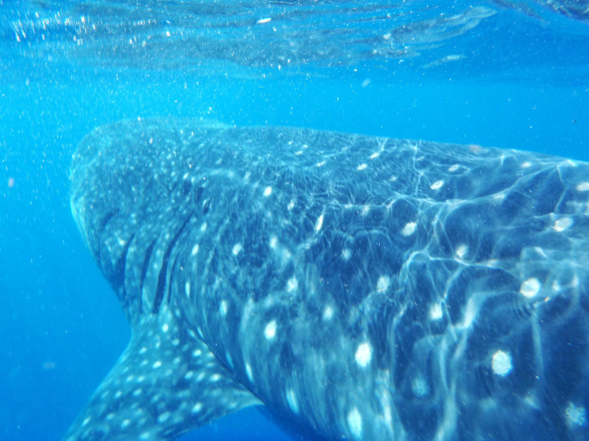 Whale Sharks are gentle GIANTS