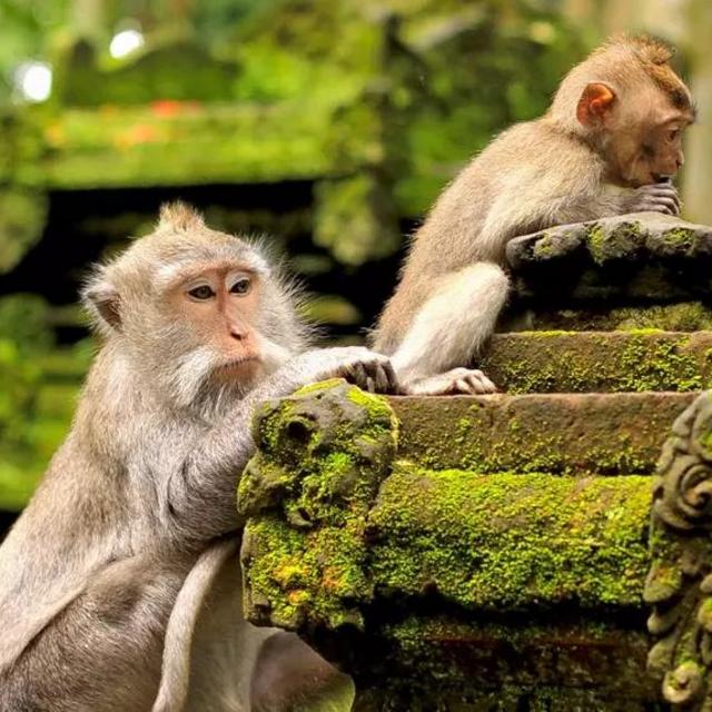 Monkey Forest and Tanah Lot Tour