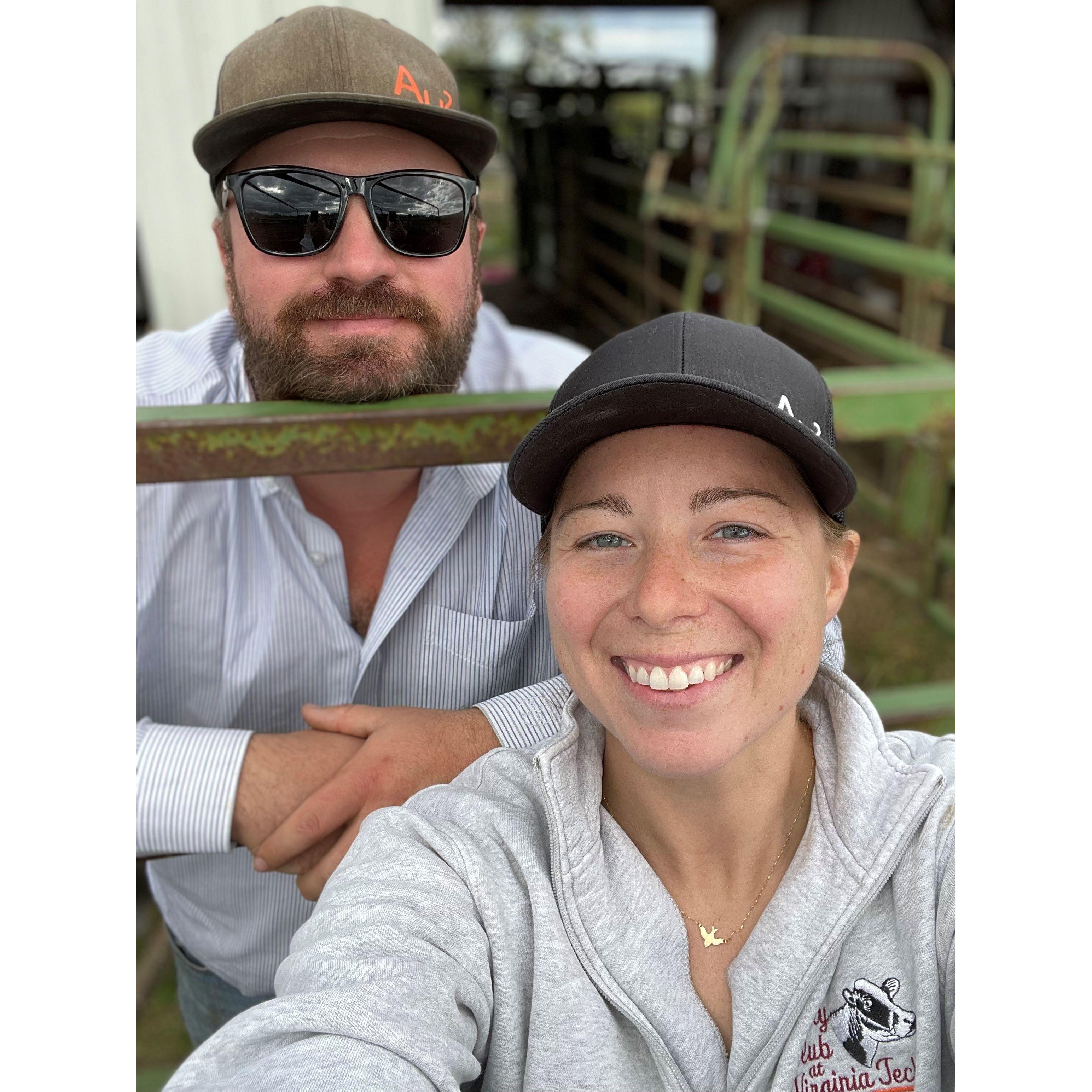 Feeding cows at the farm